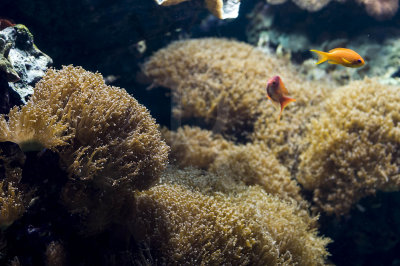 Coral-bolha