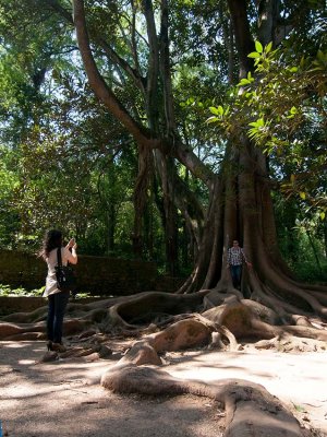 Quinta das Lgrimas (IIP)