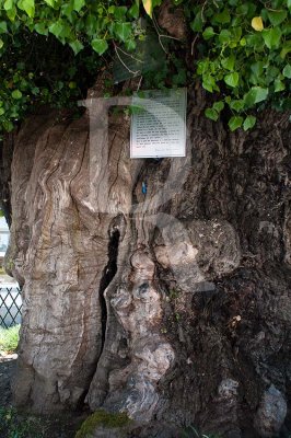 Castanea sativa Miller com c. de 750 Anos (AIP)