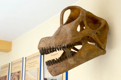 Brachiosauros (Rplica do Crnio)