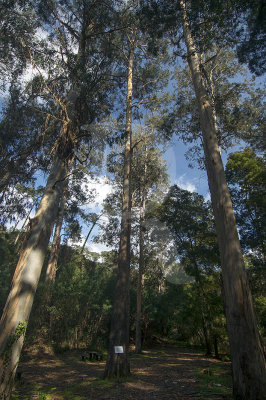 Eucalyptus globulus Labillardire (rvores de Interesse Pblico)