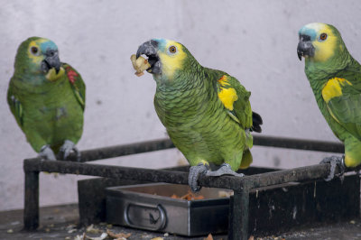 Papagaio-de-fronte-azul