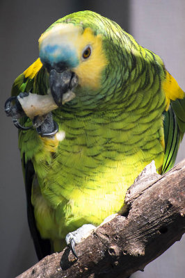 Papagaio-de-fronte-azul