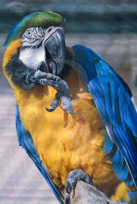 Arara-azul-e-amarela