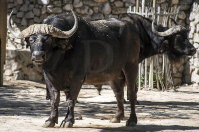 Búfalo-africano
