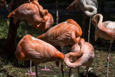 Flamingo-rubro