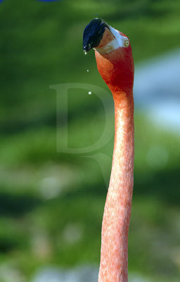 Flamingo-rubro