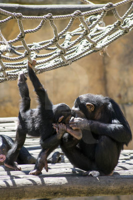 Chimpanzés