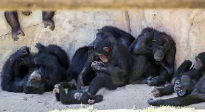 Chimpanzs