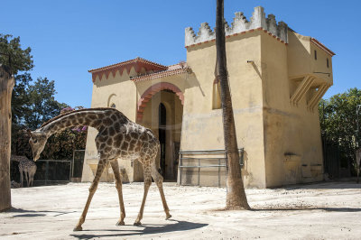 Girafa-de-angola