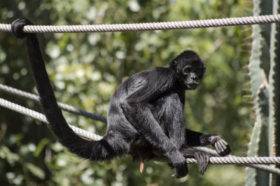 Macaco-aranha-da-colmbia