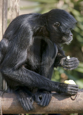 Macaco-aranha-da-colmbia