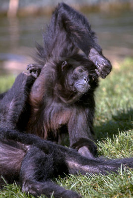 Macaco-aranha-da-colmbia