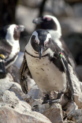 Pinguim-do-cabo
