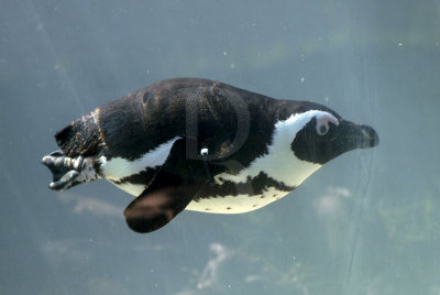 Pinguim-do-cabo