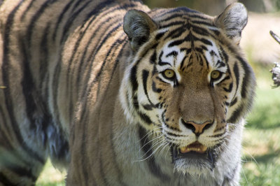 Tigre-da-sibéria