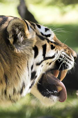 Tigre-da-sibéria