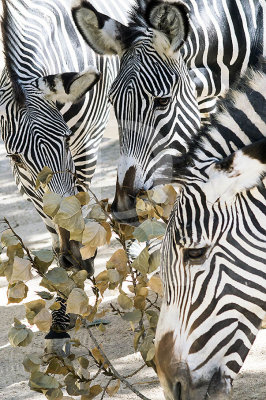 Zebra-de-grevy