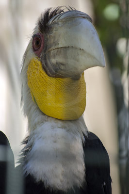 Calau-de-elmo-pregueado