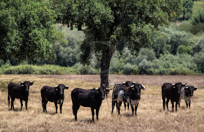 Toiros do Ribatejo