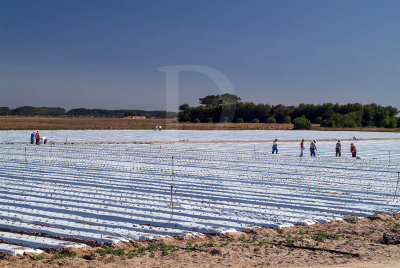 Trabalhos Agrcolas no Brejo