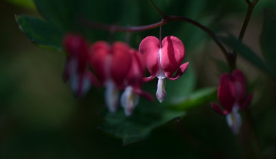 DSC_3732w.jpg
