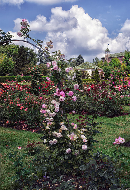 Rose Garden