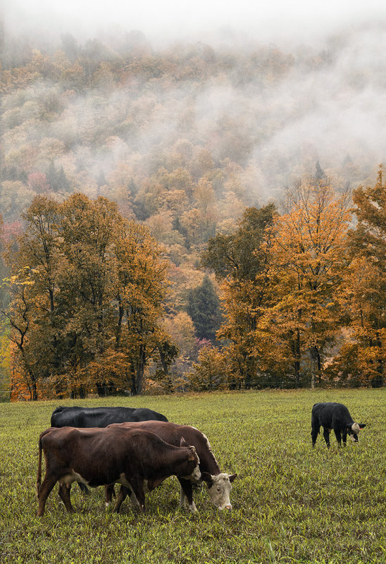 Vermont Cows Enjoying Fall