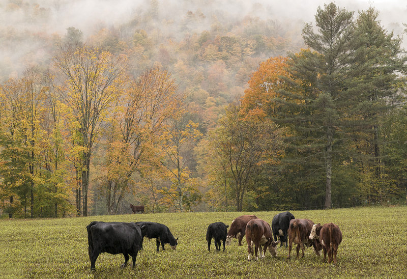 Vermont Cows Enjoyong Fall 4 