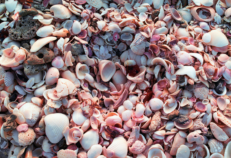  Sea Shells Along  the Gulf of Mexico