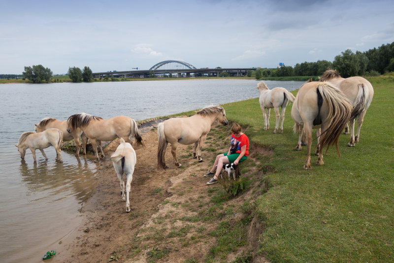 Fjordenpaarden bij de Lek