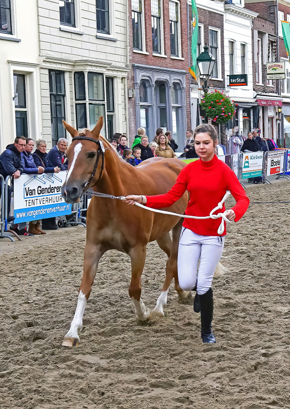 Paardenmarkt Vianen  The Netherlands