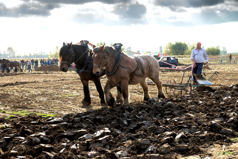 Horse Power