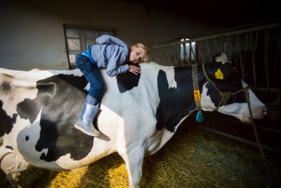 Koe Knuffelen bij Kaasboerderij Van Rossum