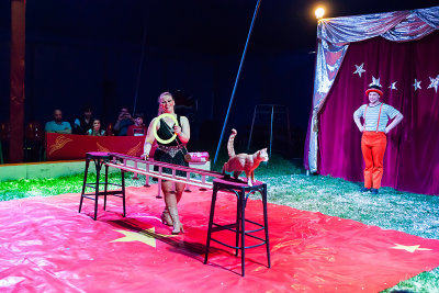 Circus Barani in Vianen