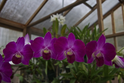 Orchids in November