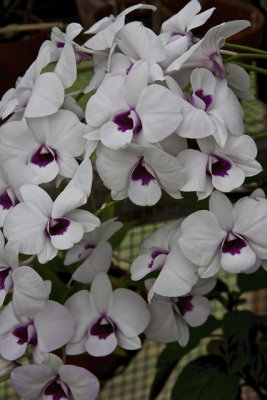 November Orchids - 02.jpg