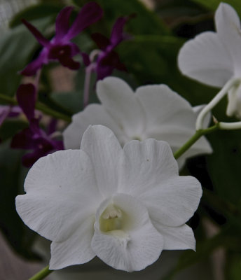 November Orchids - 04.jpg