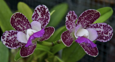 November Orchids - 05.jpg
