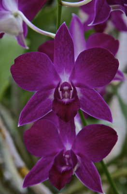 November Orchids - 06.jpg