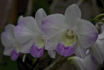 November Orchids - 07.jpg