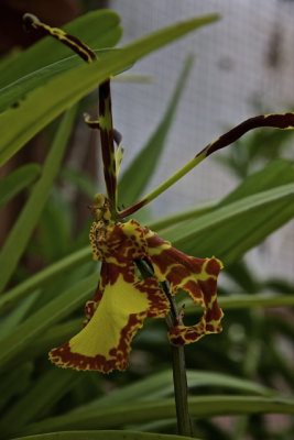 November Orchids - 08.jpg