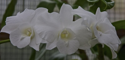 November Orchids - 09.jpg