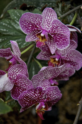 November Orchids - 10.jpg