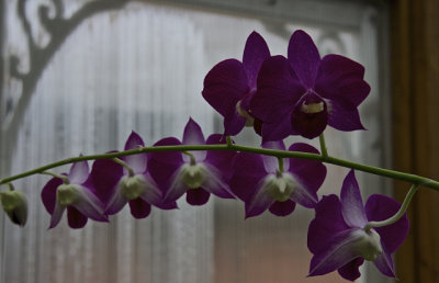 November Orchids - 12.jpg