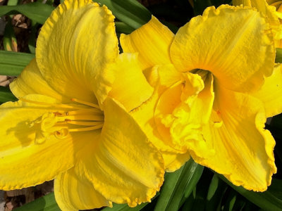 Best Daylilies - 01.jpg