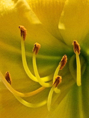 Best Daylilies - 07.jpg