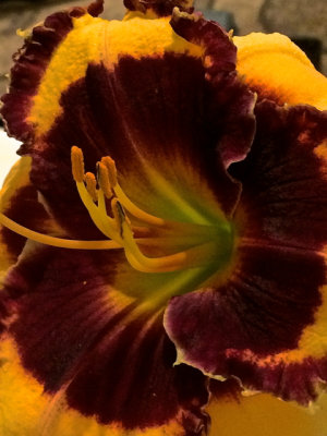 Best Daylilies - 10.jpg