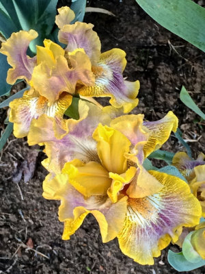Best Iris 2014 - 03.jpg