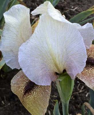 Best Iris 2014 - 04.jpg